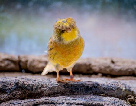 canary feather care