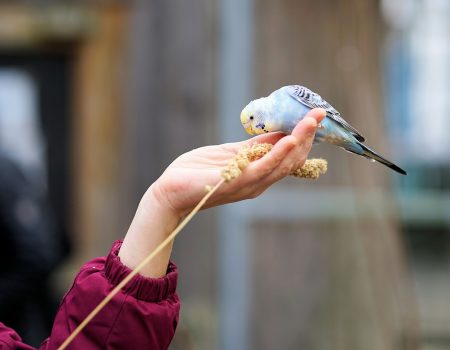 budgie health signs