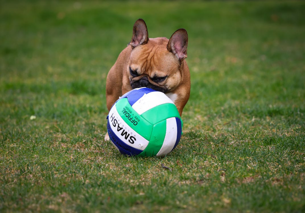 toys for French Bulldogs