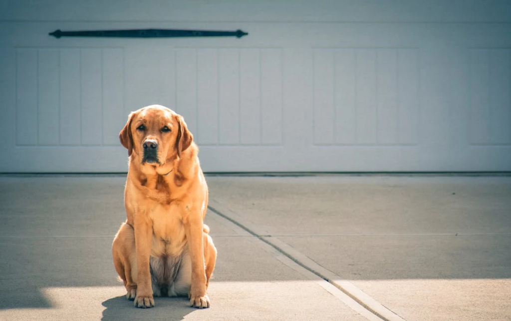 Labrador behavioral issues