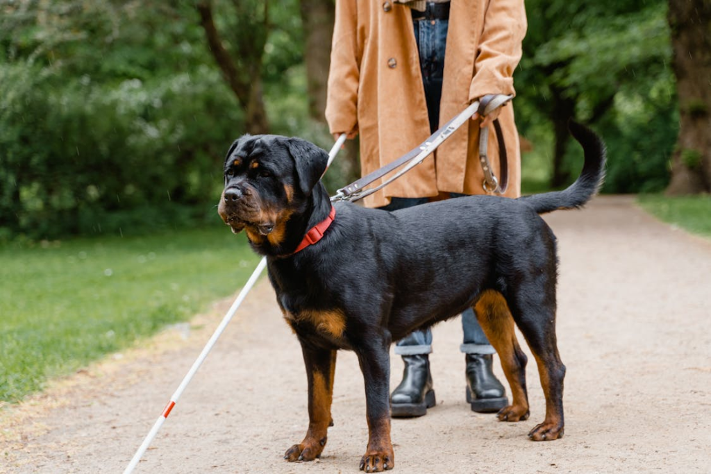 guard dog commands