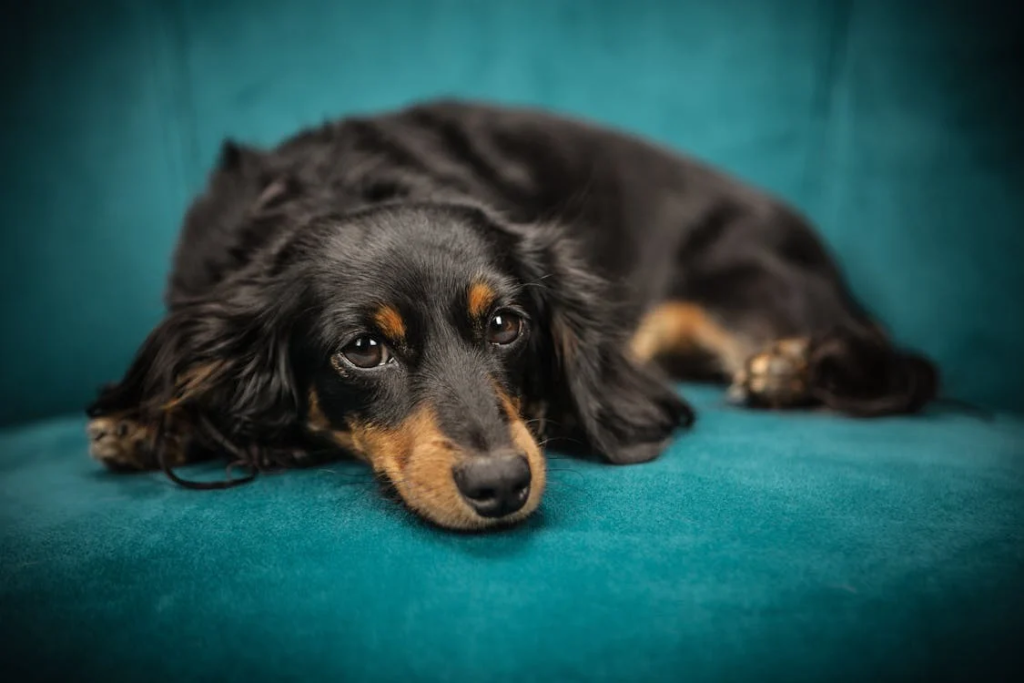 dachshund health care