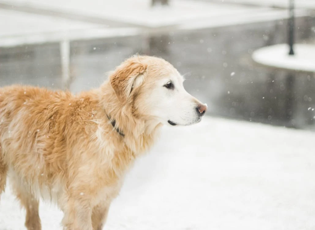 best food for Golden Retriever