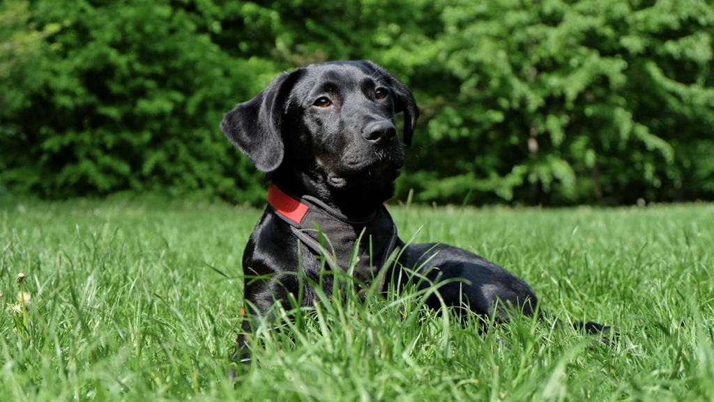 reducing dog anxiety