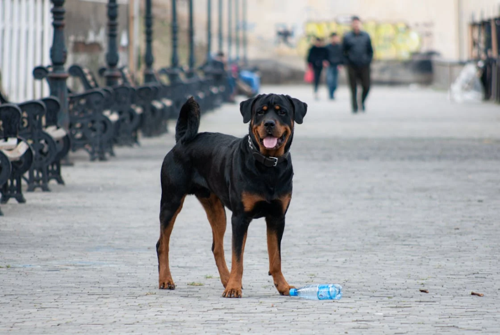 stop dog pulling