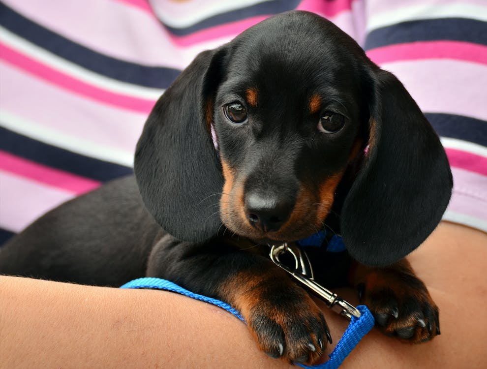 dachshund chew toys