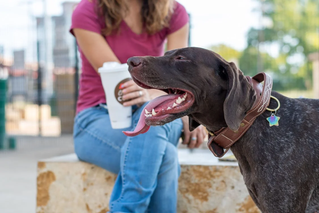 pointing dog training