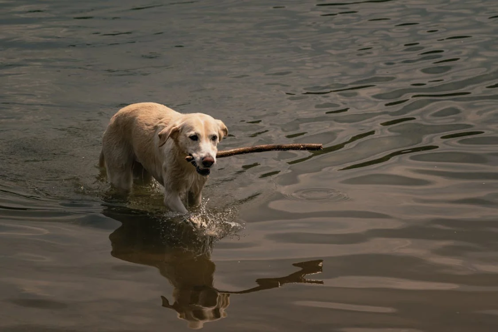 pool safety for dogs