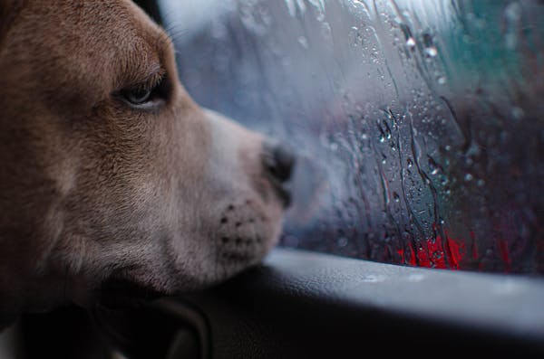 beagle car ride