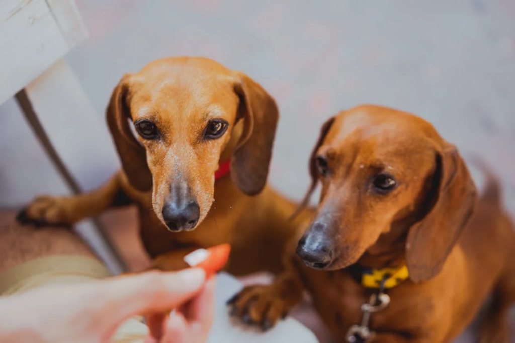 dachshund care