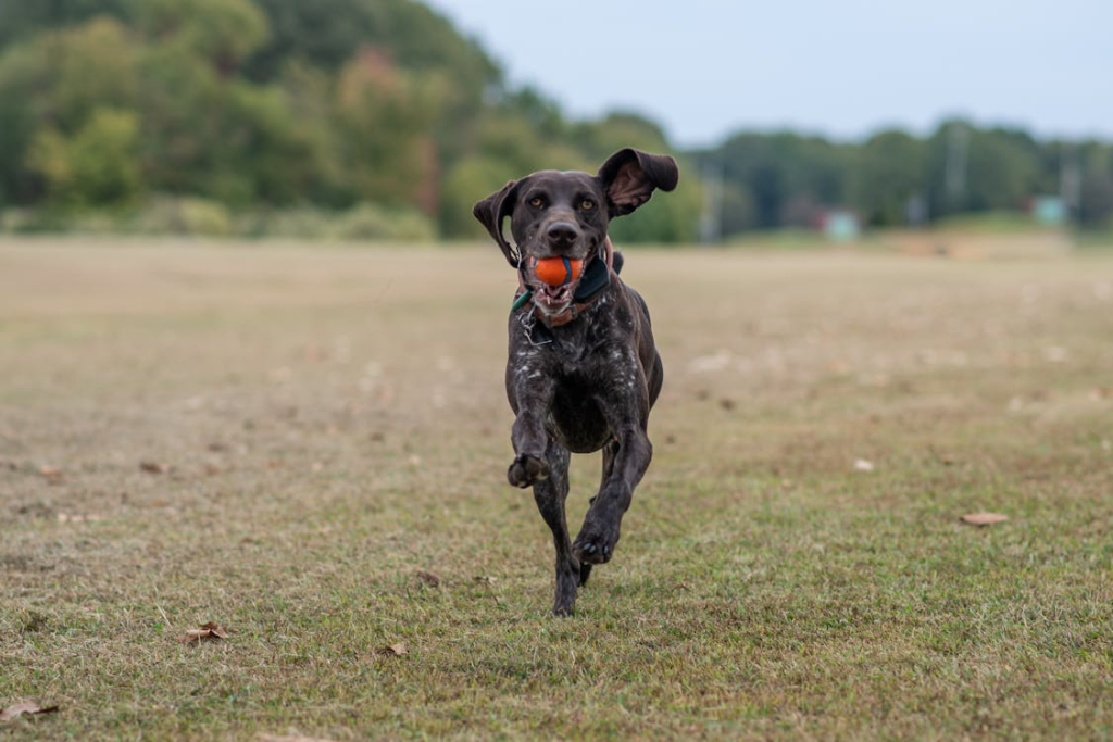 GSP training collar