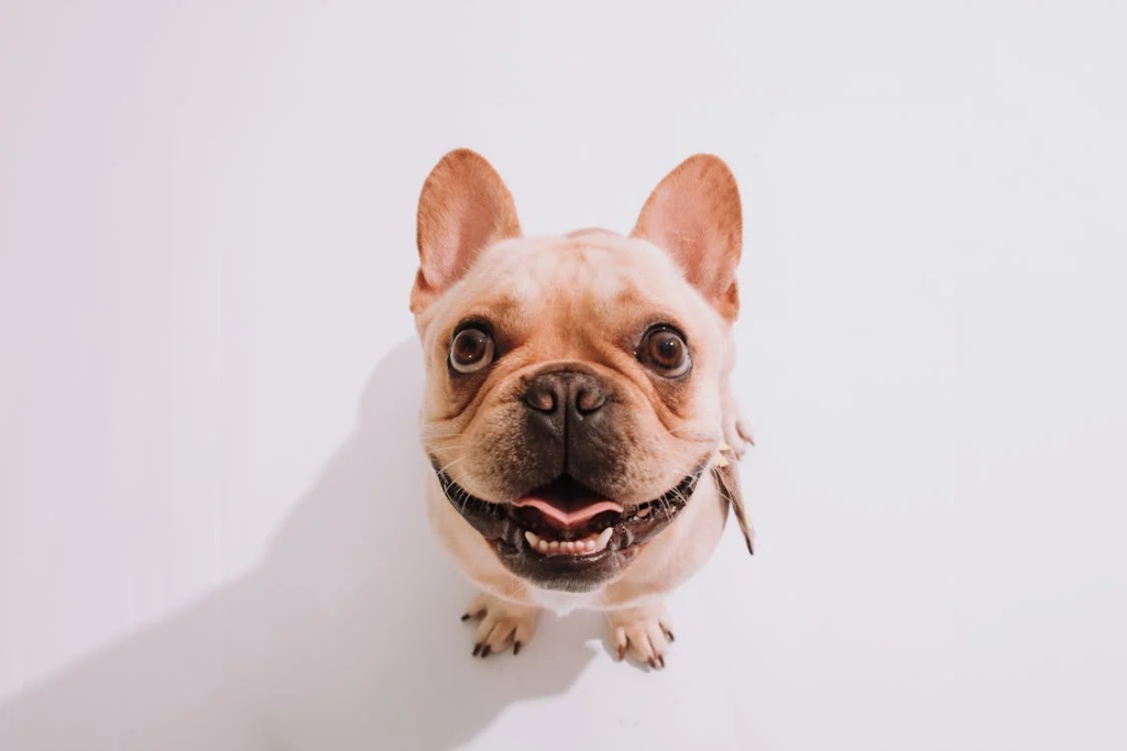 French Bulldog health