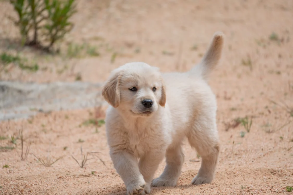 teething puppy behavior