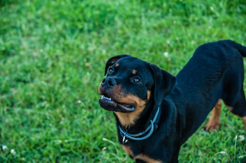 rottweiler chew toys