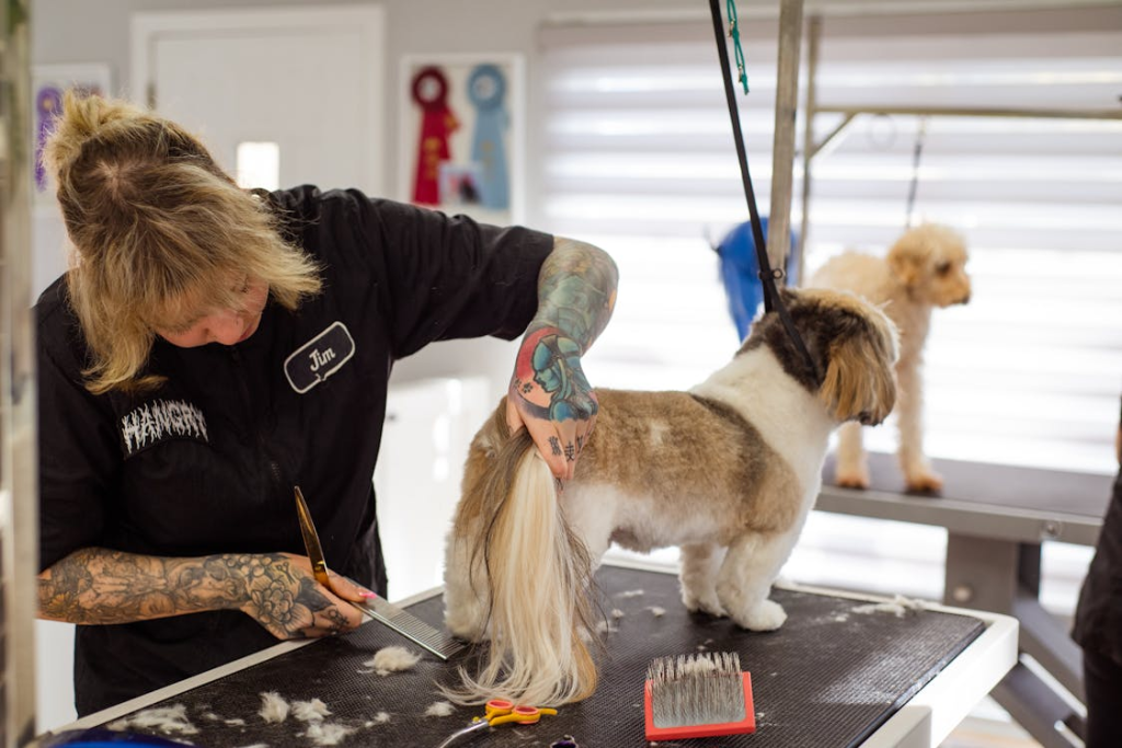 Poodle grooming