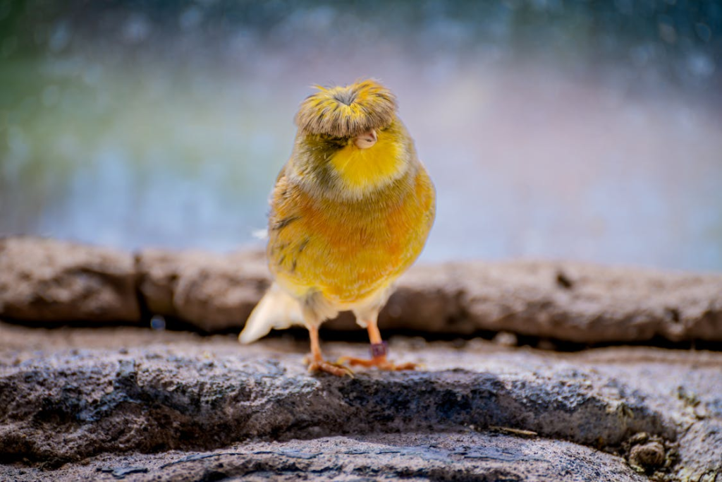 canary care tips