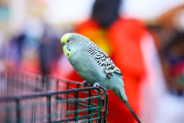 budgie illnesses