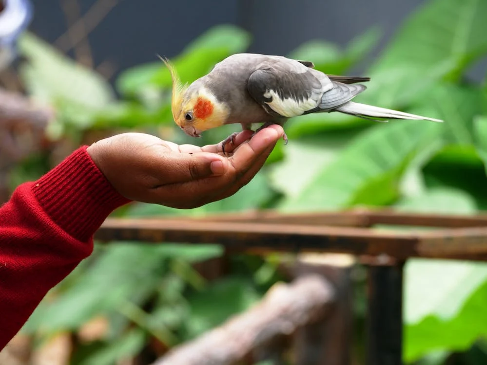 Cockatiel Care