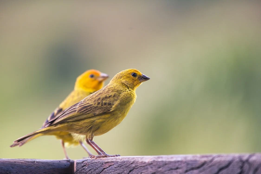 DIY canary toys