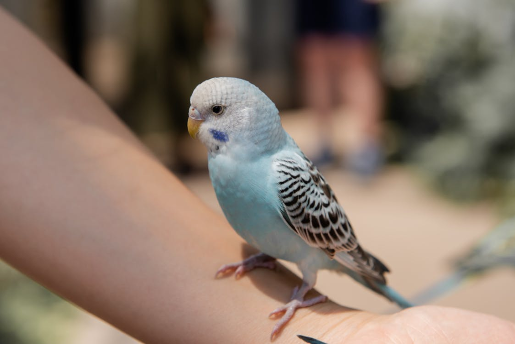 budgie socialization