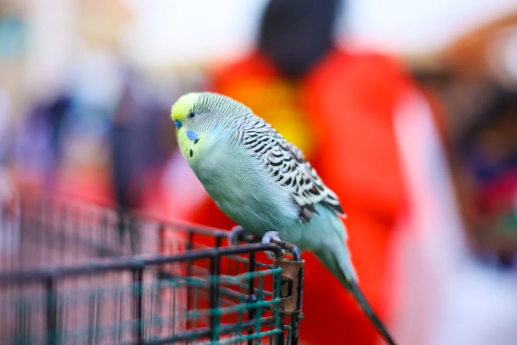 budgie cage tips