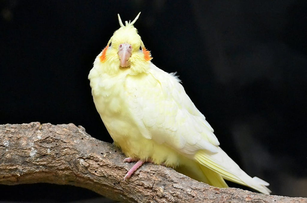 feeding cockatiels