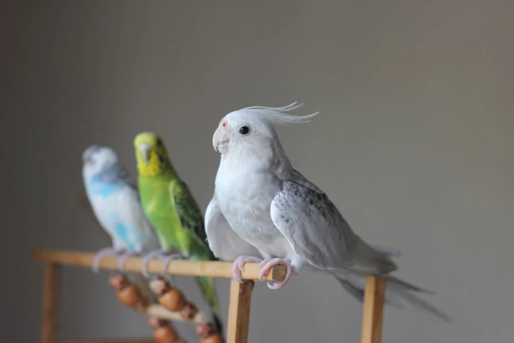 cockatiel care tips