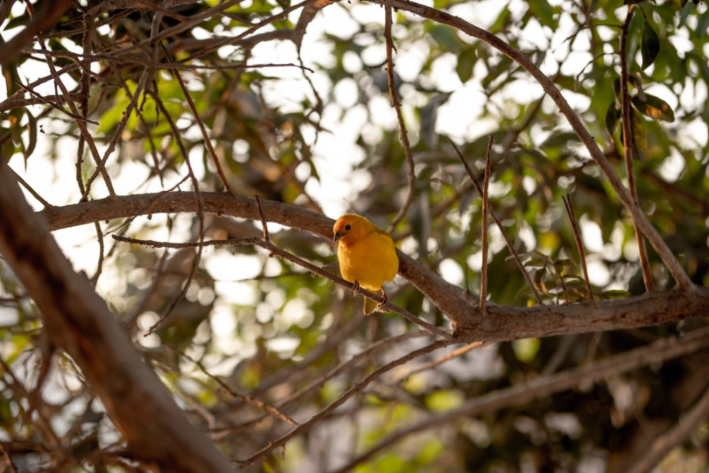 new canary care