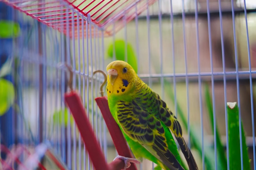 talking budgie tips