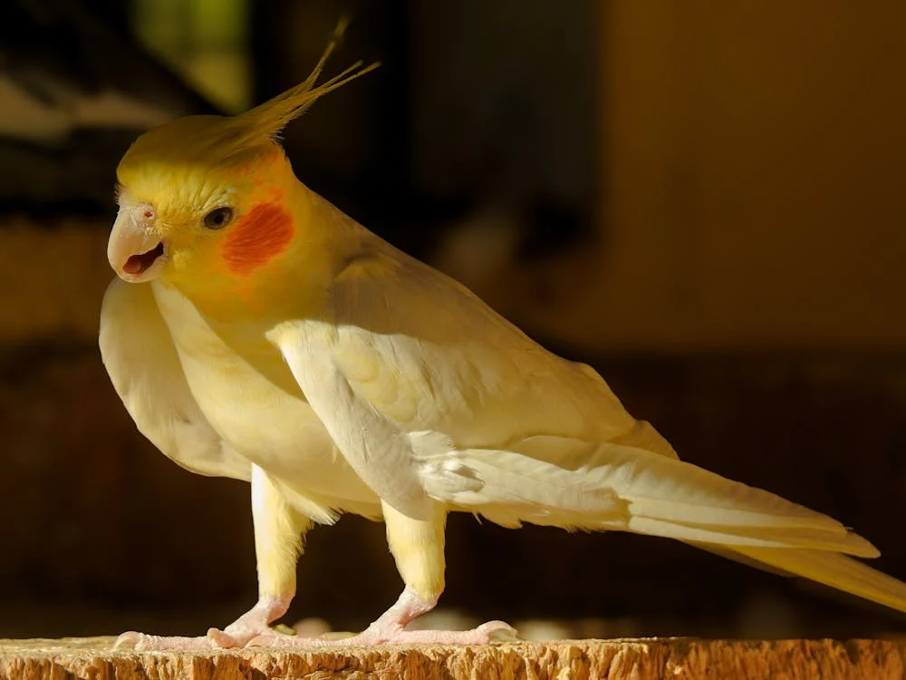 cockatiel naps