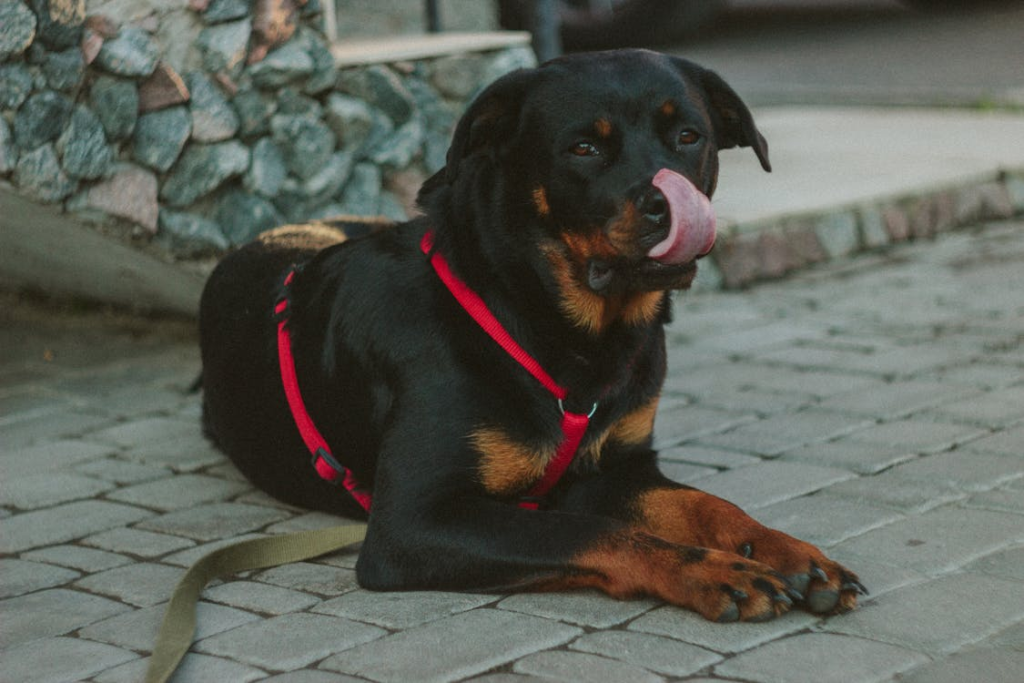 Rottweiler behavior