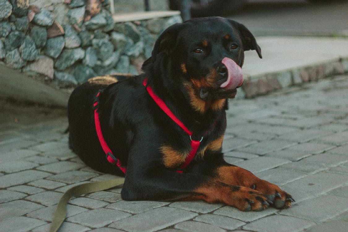 Common Rottweiler Behavioral Problems and Solutions - BAGRICA