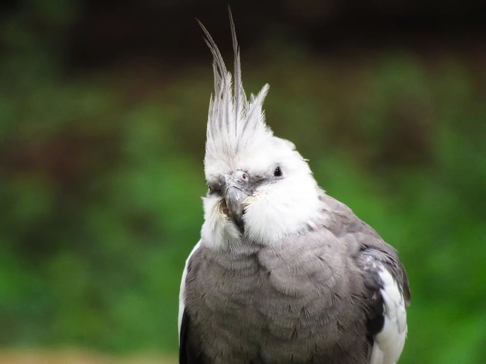 stop cockatiel biting