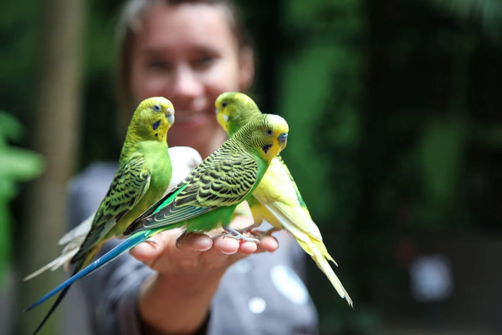 baby budgie care