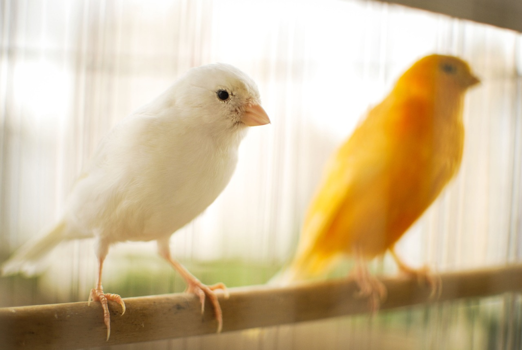 buying a canary