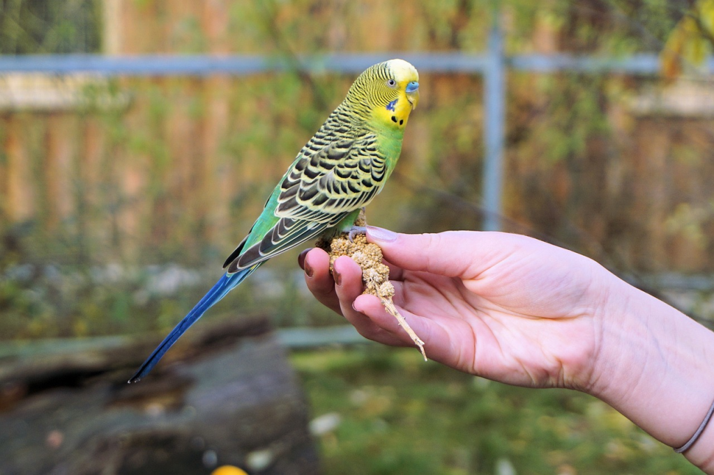 budgie health signs