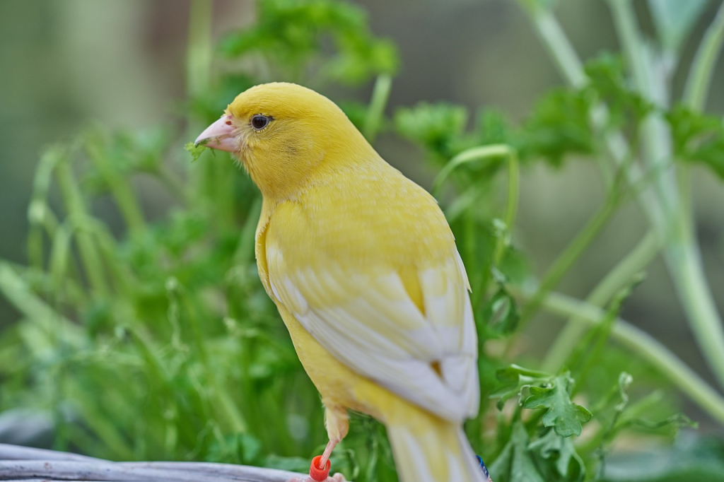 canary care tips