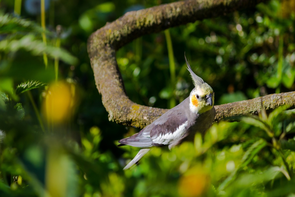 cockatiel molting care