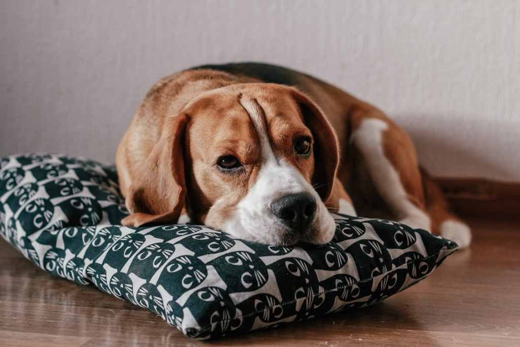 beagle grooming