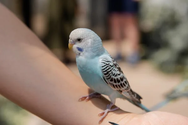 budgie trust tips