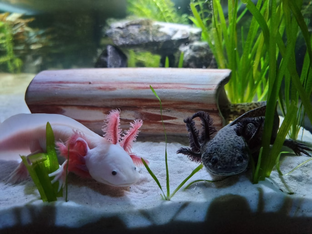 axolotl filter cleaning