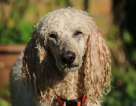 Poodle grooming