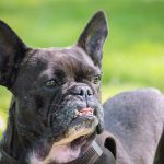 French Bulldog health