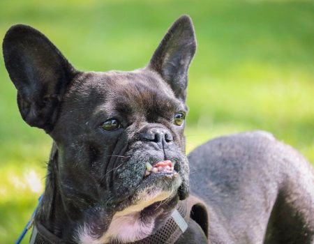 French Bulldog health