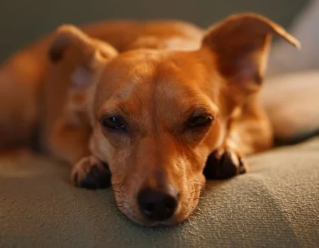 dachshund health care