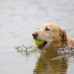 pool safety for dogs