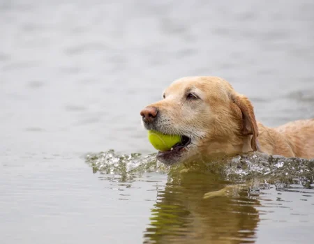 pool safety for dogs