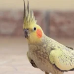 stop cockatiel biting