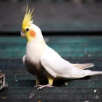 cockatiel care tips