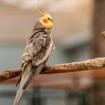 cockatiel naps